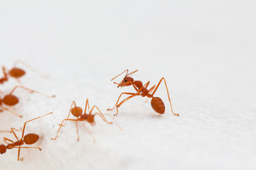 Red ants 