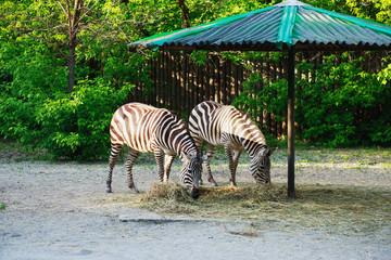 Fototapeta na wymiar The wild zebra