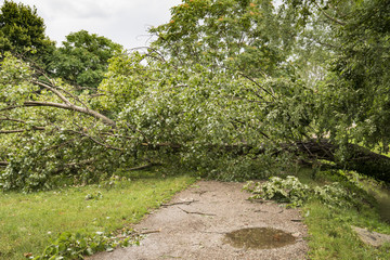 Fototapeta na wymiar Tree fallen down by a strong thunderstorm blocks a path