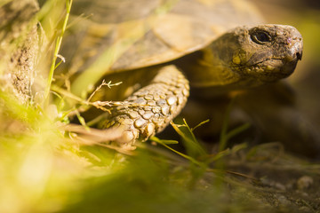 Naklejka premium Gros plan tortue Hermann