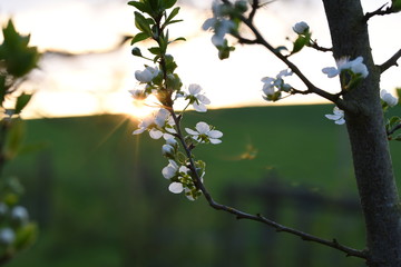 Apfelblüte im Sonnenuntergang