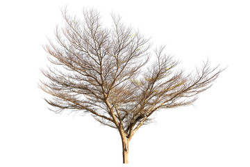 Fototapeta premium Dead tree