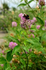 trzmiel na koniczynie