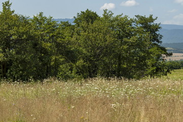 Beautiful landscape of summer nature with glade, fragrant blossom  wildflower and forest, Central Balkan mountain, Stara Planina, Bulgaria 