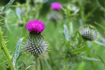 Peque&ntilde;os ecosistemas