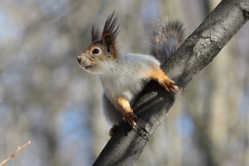 Common squirrel on a branch