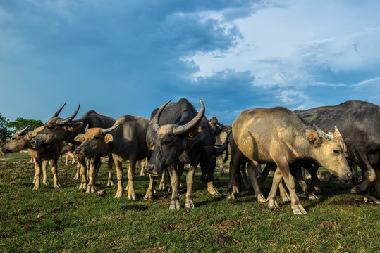 Thailand buffalo on his farm.