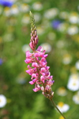 Pequeños ecosistemas