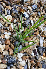 Grasses try to grow between pebble stones ground  