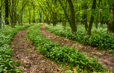 Path through forest