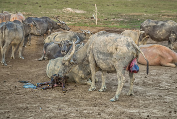 Buffalo is about to give birth on the farm.