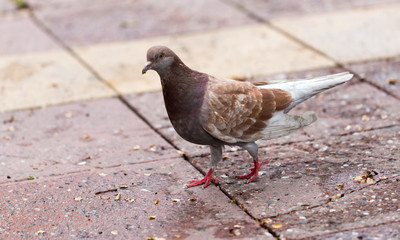 Dove on the sidewalk in the city