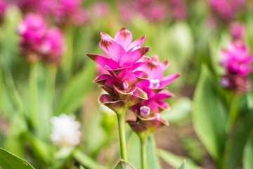 Siam Tulip blooming in the garden
