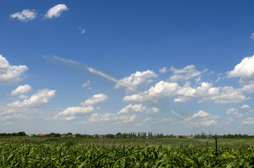 Watering corn with water cannon
