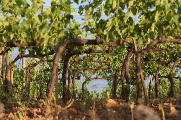 Surprising winery in the sun rising sun