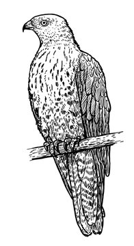 European honey buzzard illustration, drawing, engraving, ink, line art, vector