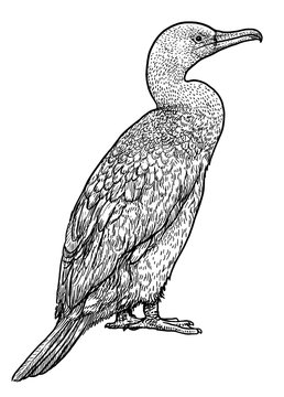 recommend clip art: Great Cormorant illustration, drawing, engraving, ink, line art, vector