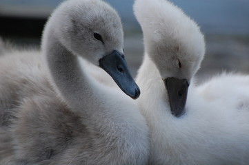 Swans