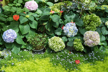 Hydrangea in a beautiful garden