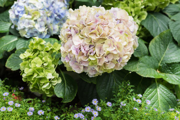 Hydrangea in a beautiful garden