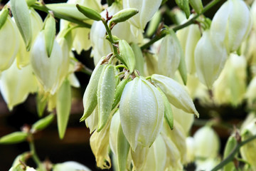 Blooming Yucca flowers in the park