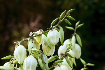 Blooming Yucca flowers in the park