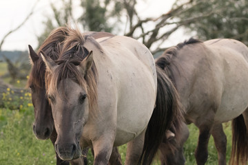 Obraz premium Konik Horse Strolling