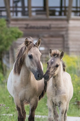 Obraz na płótnie Canvas Konik Horse Mother and Child