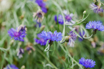 Beautiful wildflowers cornflowers