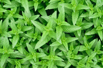 fresh Green Peppermint (Mentha Piperita or Mentha Balsamea Willd) leaves background © Florin