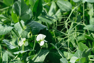 Obraz premium fresh Green Pea Sprouts (Pisum Sativum) leaves and white flowers background