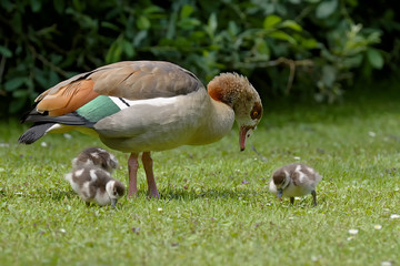 Nilgansfamilie