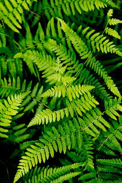 Green fern leaves in forest - background