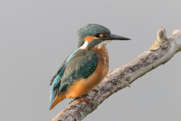 Kingfisher