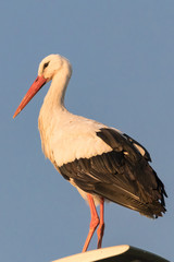 White Stork