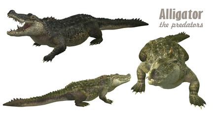 3 perspective view of alligator 3d rendering