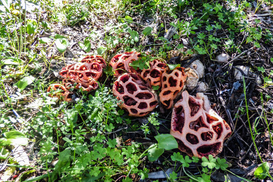 Many Clathrus Ruber mushrooms at Monsanto Park in Lisbon