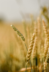 Golden wheat field and sunny day 