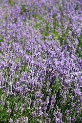 Close up of Lavender