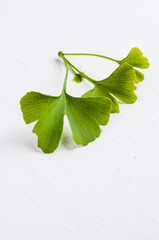Leaves of the Ginkgo tree isolated on white background