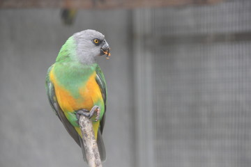 Perroquet, Madère, Portugal