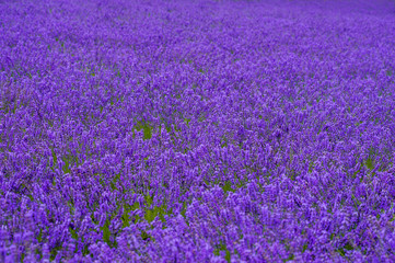 Fototapeta premium lavender fields in the garden ,furano in Japan on summer time