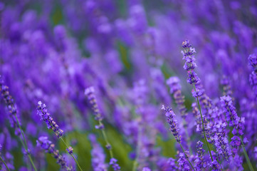 lavender fields in the garden ,furano in Japan on summer time