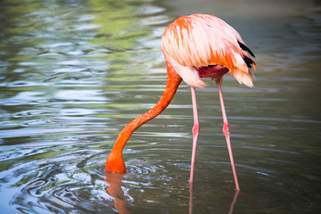 Pink flamingo on a pond in nature