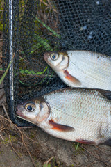 Two freshwater fish white bream or silver fish on black fishing net..