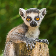 Portrait of a cub of lemur katta