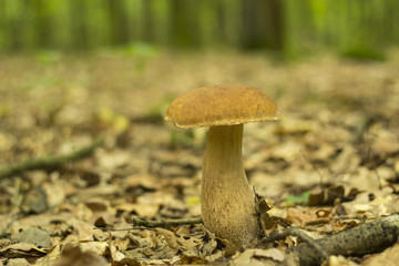 Боровик в лесу