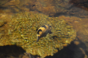 Tropical fish under glass