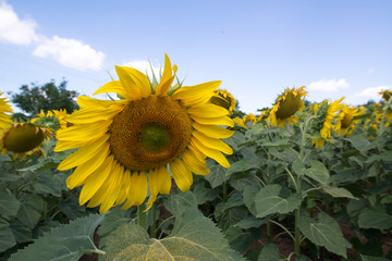 Sunflowers garden. Sunflowers have abundant health benefits. Sunflower oil improves skin health and...