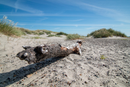 Baumstamm als Treibgut am Strand von Skagen in D&auml;nemark 2017